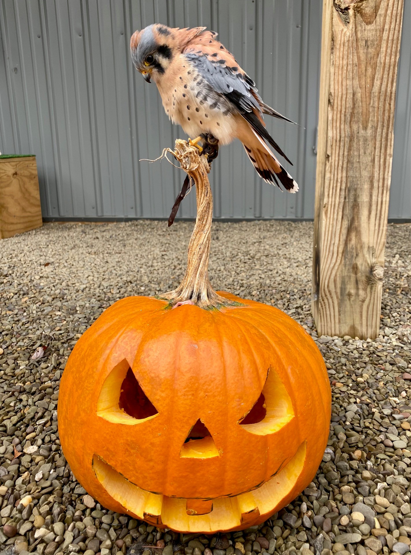 Animals and us | News, Sports, Jobs - Observer Today Animals and us | News, Sports, Jobs - Observer Today